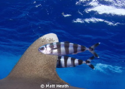 Oceanic White Tip Fin with Pilot Fish by Matt Heath 